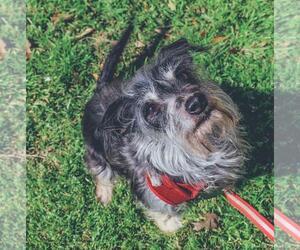 Medium Photo #1 Mutt Puppy For Sale in Wylie, TX, USA