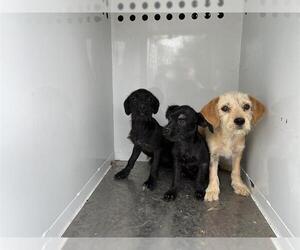 Rat Terrier-Unknown Mix Dogs for adoption in Modesto, CA, USA