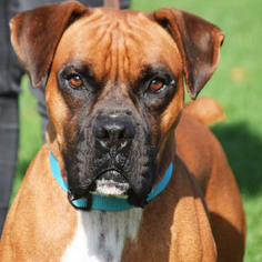 Boxer Dogs for adoption in Huntley, IL, USA