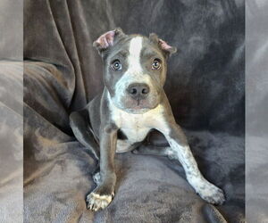 American Staffordshire Terrier-Unknown Mix Dogs for adoption in Albuquerque, NM, USA