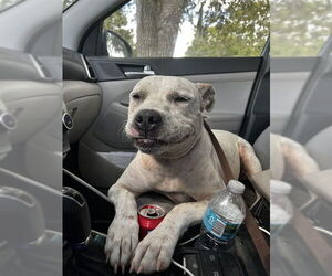 American Pit Bull Terrier Dogs for adoption in Ocala, FL, USA