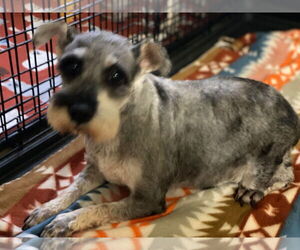 Mutt Dogs for adoption in Lewistown, PA, USA