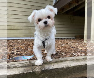 Maltese Dogs for adoption in St. Louis Park, MN, USA
