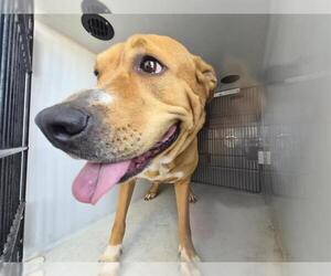 Mutt Dogs for adoption in Houston, TX, USA