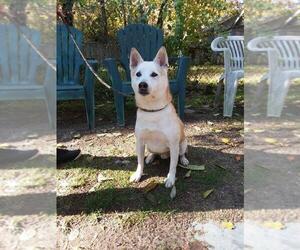 Shiba Inu Dogs for adoption in Calverton, NY, USA