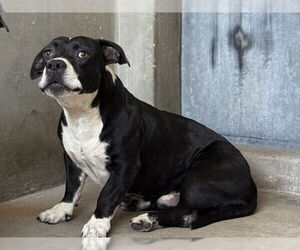 American Pit Bull Terrier Dogs for adoption in San Bernardino, CA, USA