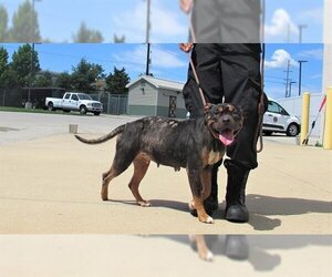 American Pit Bull Terrier Dogs for adoption in Louisville, KY, USA