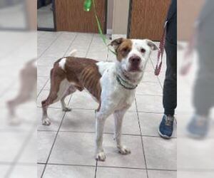 --Pointer Mix Dogs for adoption in Conroe, TX, USA