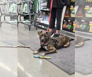 Labrador Retriever-Plott Hound Mix Dogs for adoption in Minneapolis, MN, USA