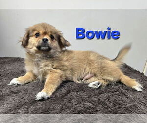 Pekingese-Unknown Mix Dogs for adoption in Modesto, CA, USA