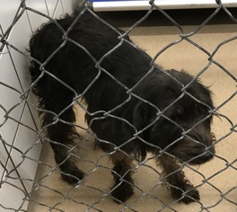 Labradoodle Dogs for adoption in Zanesville, OH, USA