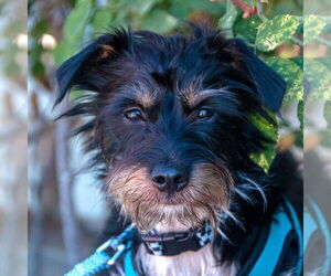 - Mix Dogs for adoption in San Jose, CA, USA