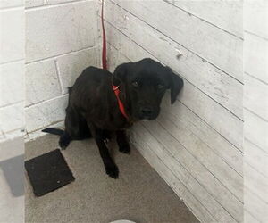 Labrador Retriever Dogs for adoption in San Bernardino, CA, USA