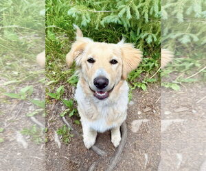 Great Pyrenees-Unknown Mix Dogs for adoption in Tabernash, CO, USA