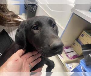 Shepradors Dogs for adoption in Santa Cruz, CA, USA