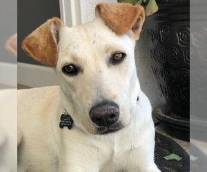 Jack Russell Terrier-Labrador Retriever Mix Dogs for adoption in Carlsbad, CA, USA