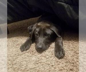 Labrador Retriever Dogs for adoption in Newcastle, OK, USA