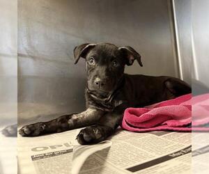 Labrador Retriever-Unknown Mix Dogs for adoption in San Antonio, TX, USA
