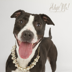 Bullboxer Pit Dogs for adoption in Cedar Rapids, IA, USA