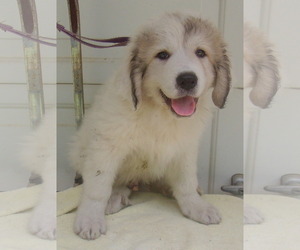 Great Pyrenees Dogs for adoption in Birch Tree, MO, USA