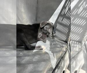 Shepradors Dogs for adoption in Conroe, TX, USA