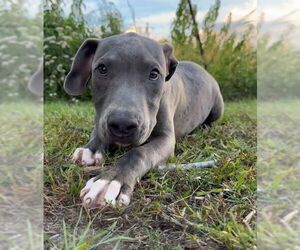 Bulldog-Unknown Mix Dogs for adoption in Tarrytown, GA, USA