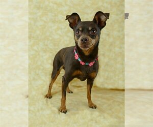 Miniature Pinscher Dogs for adoption in St. Louis Park, MN, USA