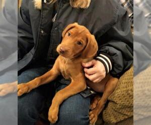 Black and Tan Coonhound-Labrador Retriever-Labrador Retriever Mix Dogs for adoption in Mechanicsburg, PA, USA