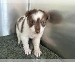Australian Shepherd Dogs for adoption in Norco, CA, USA