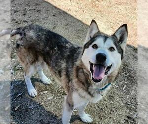 Siberian Husky Dogs for adoption in Martinez, CA, USA