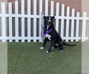 American Pit Bull Terrier-Unknown Mix Dogs for adoption in Modesto, CA, USA