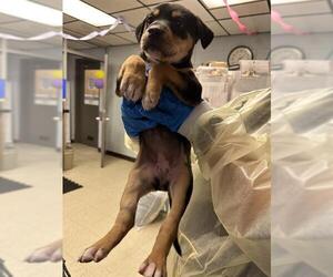 Mutt Dogs for adoption in Stockton, CA, USA