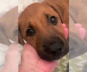 Mutt Dogs for adoption in Mount Pleasant, SC, USA