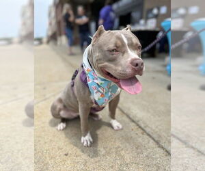 American Pit Bull Terrier-American Staffordshire Terrier Mix Dogs for adoption in Spotsylvania, VA, USA