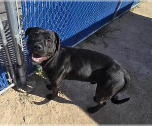 Rottweiler-Unknown Mix Dogs for adoption in HESPERIA, CA, USA