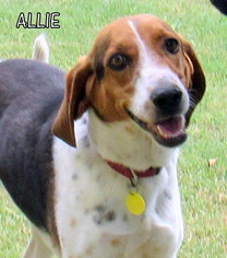 Treeing Walker Coonhound Dogs for adoption in Lindsay, CA, USA