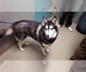 Siberian Husky-Unknown Mix Dogs for adoption in Las Vegas, NV, USA