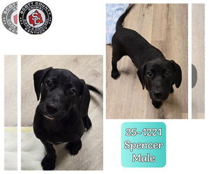 Labrador Retriever-Unknown Mix Dogs for adoption in Georgetown, KY, USA