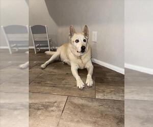 Siberian Husky-Unknown Mix Dogs for adoption in Las Vegas, NV, USA
