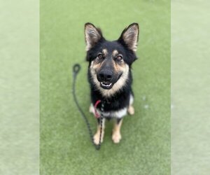 Small German Shepherd Dog Mix