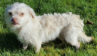 Poodle (Miniature) Dogs for adoption in Yakima, WA, USA