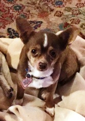Chihuahua Dogs for adoption in Evergreen, CO, USA