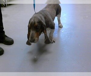 Basset Hound Dogs for adoption in Fayetteville, NC, USA