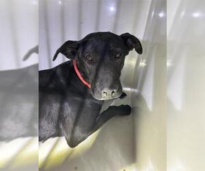 Labrador Retriever-Unknown Mix Dogs for adoption in Houston, TX, USA