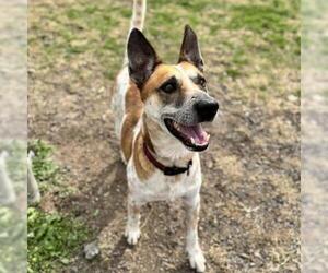 Mutt Dogs for adoption in Conroe, TX, USA