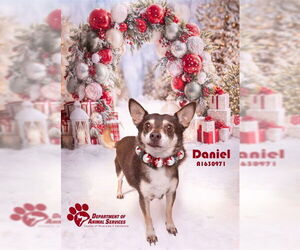 Chihuahua-Unknown Mix Dogs for adoption in Riverside, CA, USA