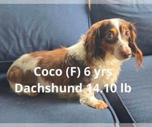 Dachshund-Unknown Mix Dogs for adoption in pomfret, CT, USA