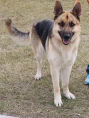 Small German Shepherd Dog