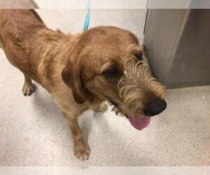 Golden Retriever-Unknown Mix Dogs for adoption in Riverside, CA, USA