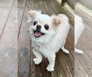 Cheeks Dogs for adoption in Omaha, NE, USA